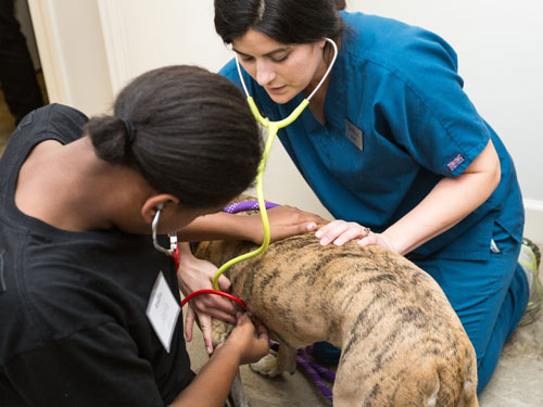 Student learning to use a stethoscope to check the heart of a dog with a veterinarian. 